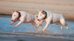 Ugly, de ilyen vonzó: a kutyák legszebb fajtái